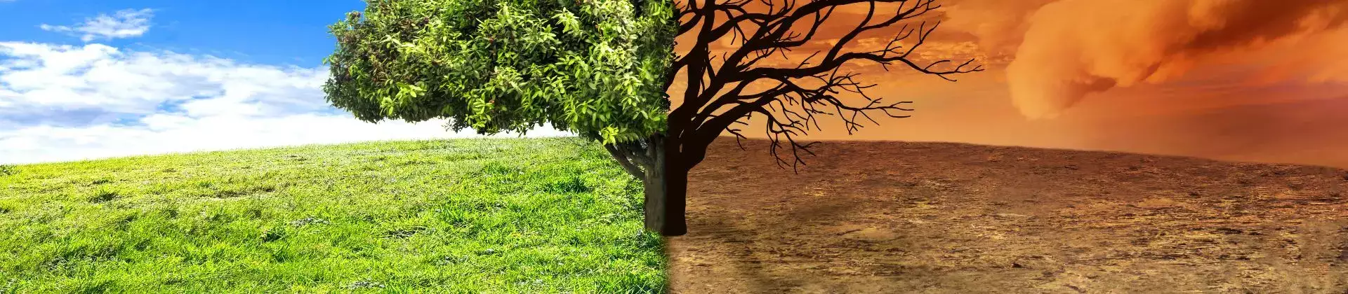 banner-image