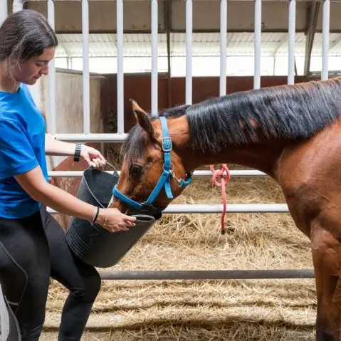 paard wordt gevoederd