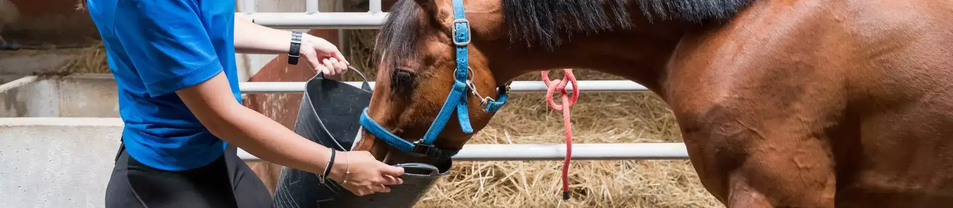 paard wordt gevoederd