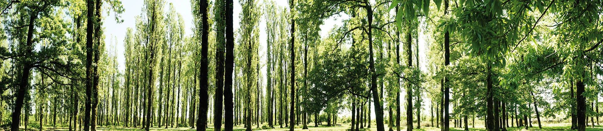 Opleidingen boomverzorging - Escala
