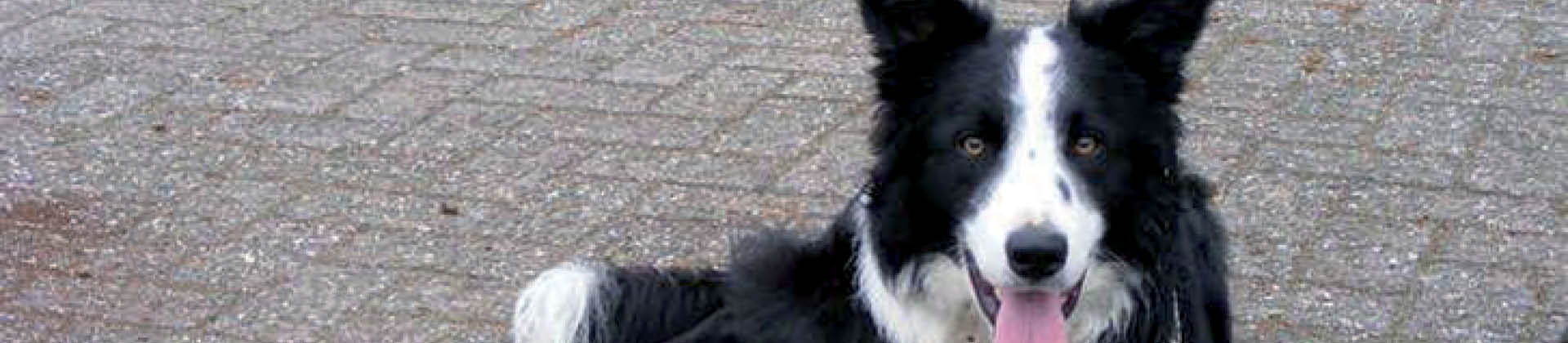 Banner image