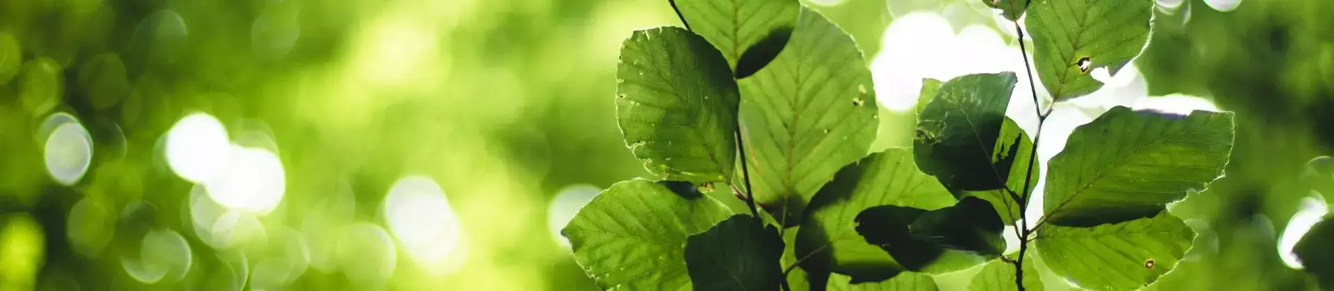groenbeheer